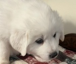 Small Photo #5 Great Pyrenees Puppy For Sale in MOUNT AIRY, NC, USA