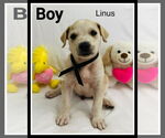Small #7 Labrador Retriever Mix