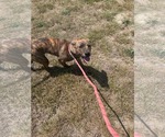Small #8 American Staffordshire Terrier-German Shepherd Dog Mix