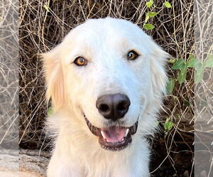 Golden Pyrenees Dogs for adoption in Albuquerque, NM, USA