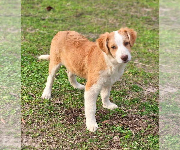 Medium Photo #1 Australian Shepherd-Jack Russell Terrier Mix Puppy For Sale in Wakefield, RI, USA