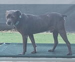 Small #2 Labrador Retriever Mix