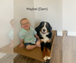 Small Photo #17 Bernese Mountain Dog Puppy For Sale in ENOCH, UT, USA
