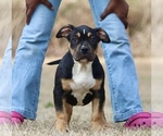 Puppy Puppy 5 American Bully
