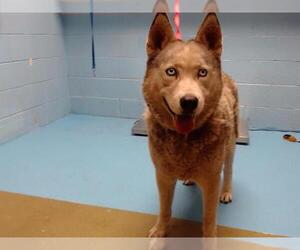Siberian Husky Dogs for adoption in Moreno Valley, CA, USA