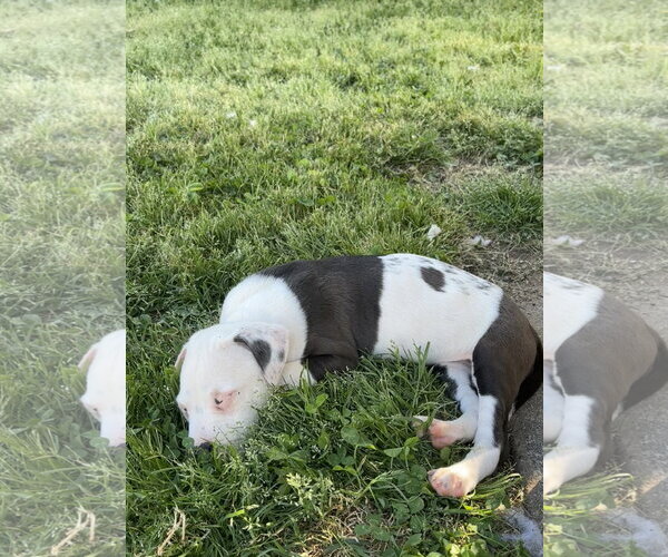 Medium Photo #3 American Pit Bull Terrier-Labrador Retriever Mix Puppy For Sale in Holly Springs, NC, USA