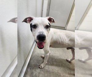 Mutt Dogs for adoption in Temple, TX, USA