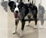 Small Australian Shepherd Mix