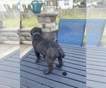 Small Photo #7 Cane Corso Puppy For Sale in DELAWARE, OH, USA