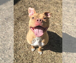 Mutt Dogs for adoption in Glen Allen, VA, USA