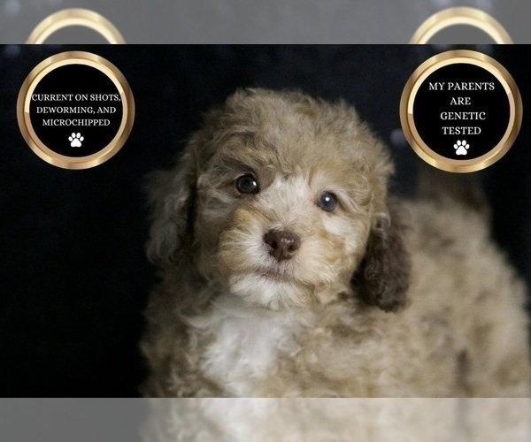 Medium Photo #2 Poodle (Toy) Puppy For Sale in WARSAW, IN, USA
