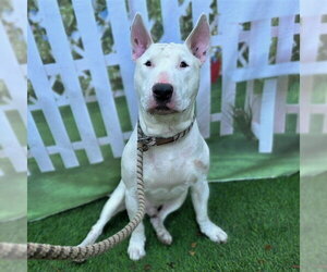 Bull Terrier Dogs for adoption in Long Beach, CA, USA