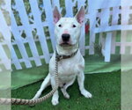 Small Bull Terrier