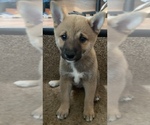 Small Photo #1 Shiba Inu Puppy For Sale in PANORAMA VILLAGE, TX, USA