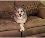 Small #1 Australian Shepherd