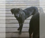Small #5 American Pit Bull Terrier-Cocker Spaniel Mix