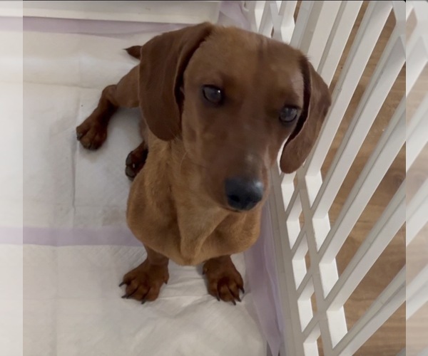 Medium Photo #1 Dachshund Puppy For Sale in ROWLAND HEIGHTS, CA, USA