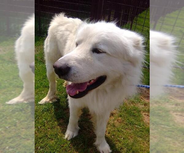 Medium Photo #6 Great Pyrenees Puppy For Sale in Spring, TX, USA