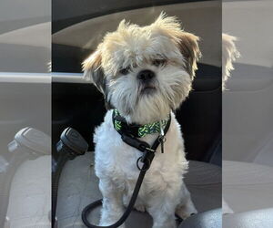 Shih Tzu-Unknown Mix Dogs for adoption in Sykesville, MD, USA