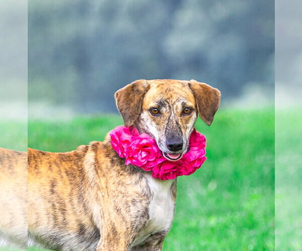Medium Photo #6 Mountain Cur-Unknown Mix Puppy For Sale in Unionville, PA, USA