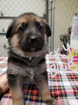 Medium Photo #1 German Shepherd Dog Puppy For Sale in SHERIDAN, IN, USA