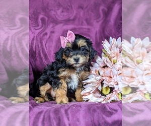 Poovanese Puppy for sale in HONEY BROOK, PA, USA