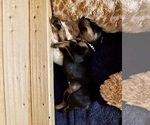 Small Photo #1 Doberman Pinscher Puppy For Sale in OLMSTED FALLS, OH, USA