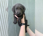 Small Photo #1 Labrador Retriever Puppy For Sale in NIANGUA, MO, USA