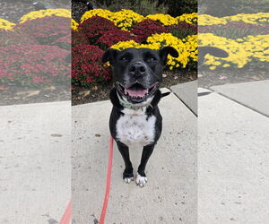 Medium American Pit Bull Terrier Mix