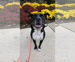 Small American Pit Bull Terrier Mix