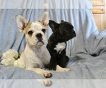 Small Photo #31 French Bulldog Puppy For Sale in LIBERTY, KY, USA