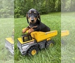 Small #1 Dachshund