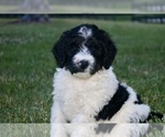 Small #3 Bernedoodle