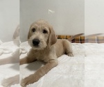 Small Photo #5 Labradoodle Puppy For Sale in NORTH HIGHLANDS, CA, USA