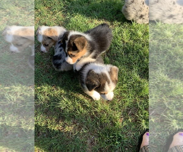 Medium Photo #1 Pembroke Welsh Corgi Puppy For Sale in POST, TX, USA