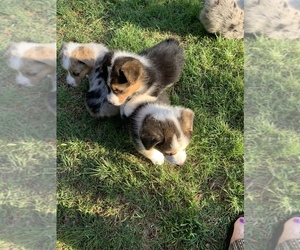 Pembroke Welsh Corgi Puppy for Sale in POST, Texas USA