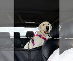 Small Photo #10 Great Pyrenees-Unknown Mix Puppy For Sale in Houston, TX, USA