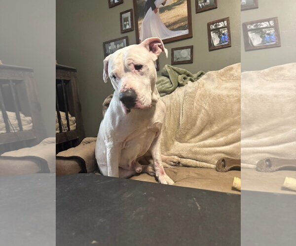 Medium Photo #7 American Pit Bull Terrier-Unknown Mix Puppy For Sale in Germantown, OH, USA