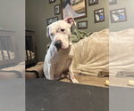 Small #6 American Pit Bull Terrier Mix