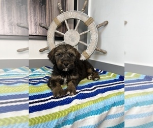 Bernedoodle (Miniature) Puppy for sale in FRANKLIN, IN, USA
