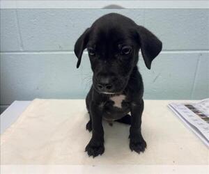 Mutt Dogs for adoption in Tulsa, OK, USA