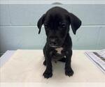 Small Mutt