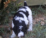 Small Photo #12 Poodle (Standard) Puppy For Sale in ARKADELPHIA, AR, USA