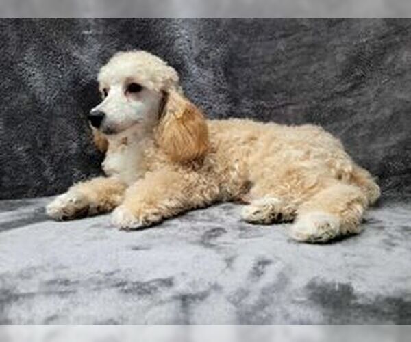 Medium Photo #4 Poodle (Toy) Puppy For Sale in Lincolnwood, IL, USA