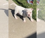 Small Photo #4 American Bulldog Puppy For Sale in KANSAS CITY, MO, USA