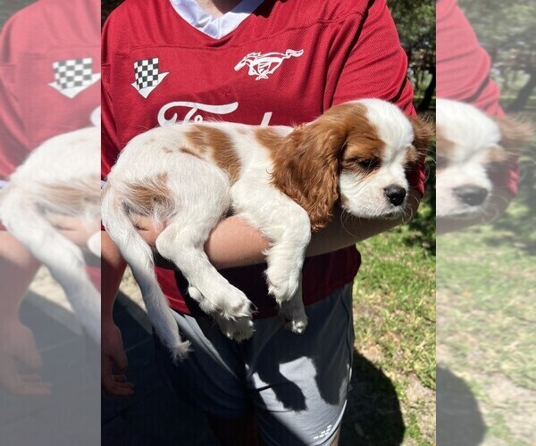 Medium Photo #6 Cavalier King Charles Spaniel Puppy For Sale in ARANSAS PASS, TX, USA