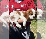 Small #5 Cavalier King Charles Spaniel