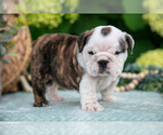 Small #3 English Bulldog