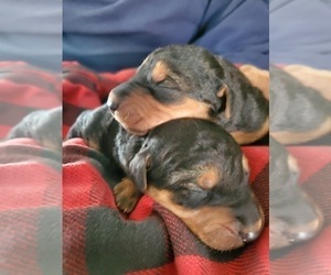 Airedale Terrier Litter for sale in STEEDMAN, MO, USA