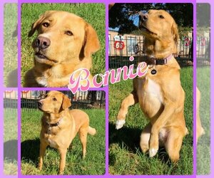 Golden Pyrenees Dogs for adoption in Cleburne, TX, USA